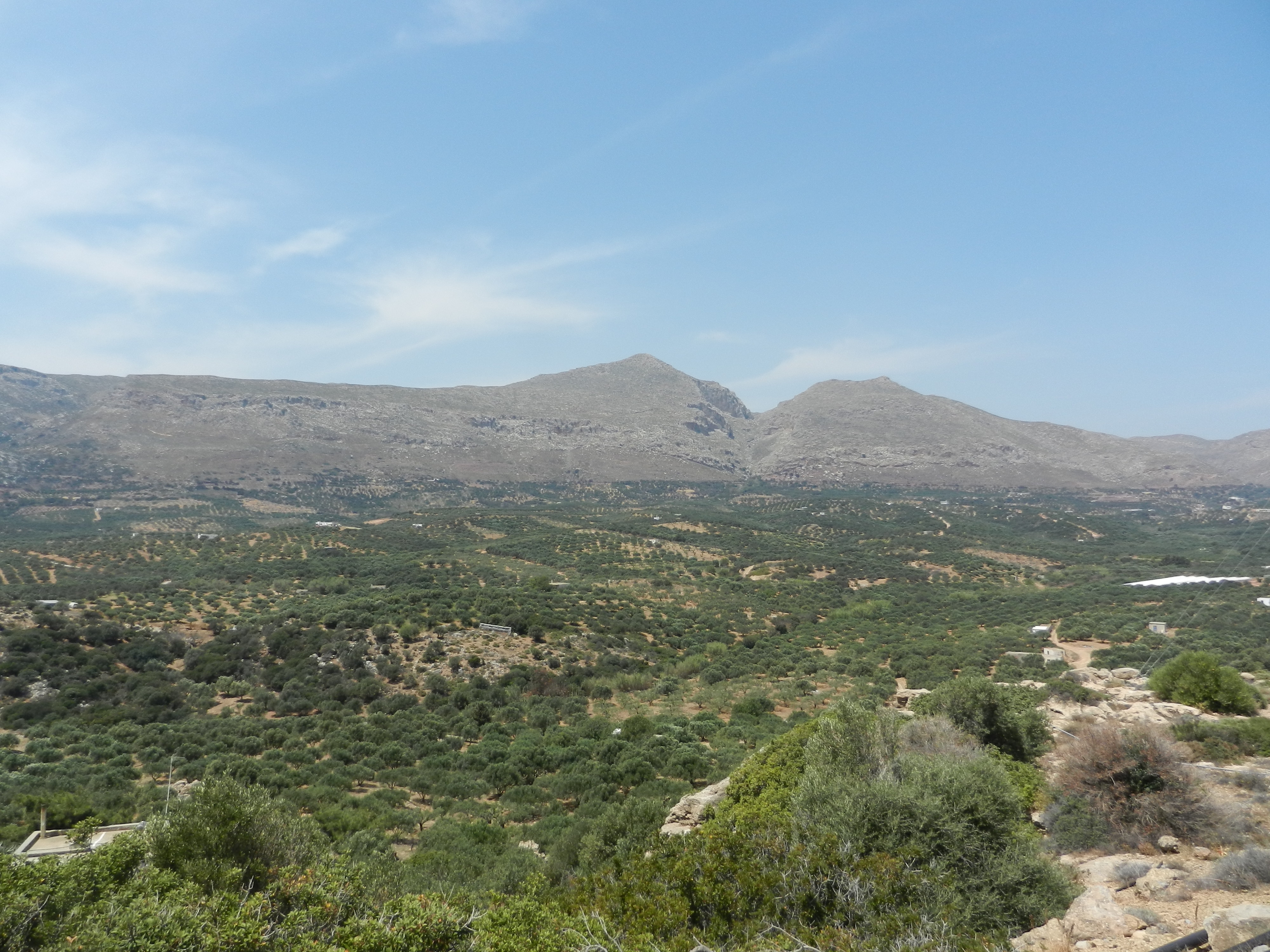 olive tree crete