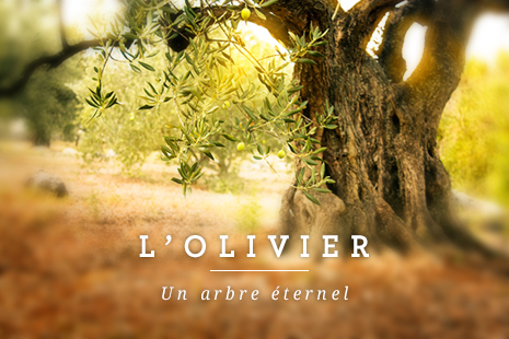 Photo d'un vieil olivier