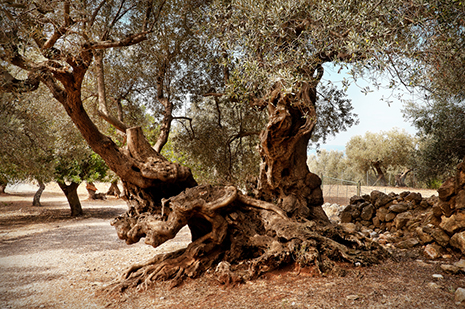 Photo d'un vieil olivier